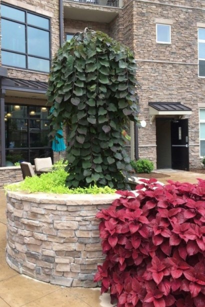 Церцис канадський Рубі Фолс в ландшафті